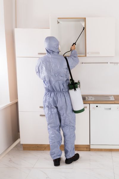 Zwalczanie mrówek Warszawa