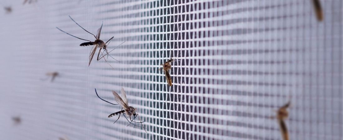 Zamgławianie terenu przeciwko komarom i kleszczom