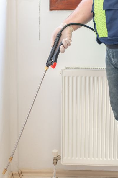 Zwalczanie opuchlaków – Warszawa