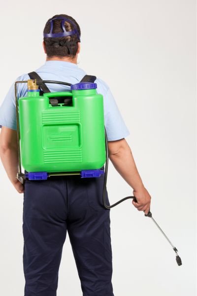 Rybik cukrowy Warszawa