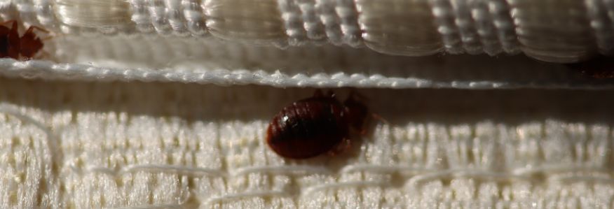 Przygotowanie do odpluskwiania