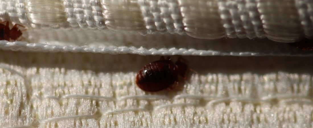 Zbliżenie pluskwy na pościeli